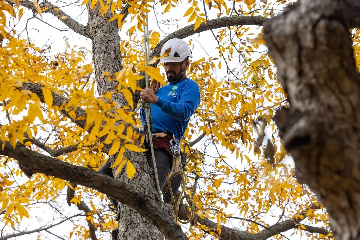 Skilled Tree Pruning crew working in Cokeville