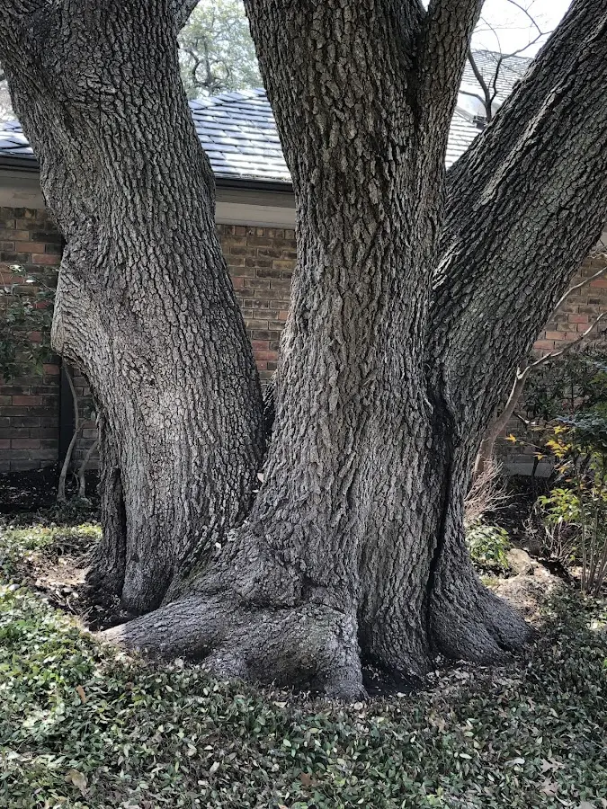 Mature heritage tree close to a Cokeville property cared for by certified arborists
