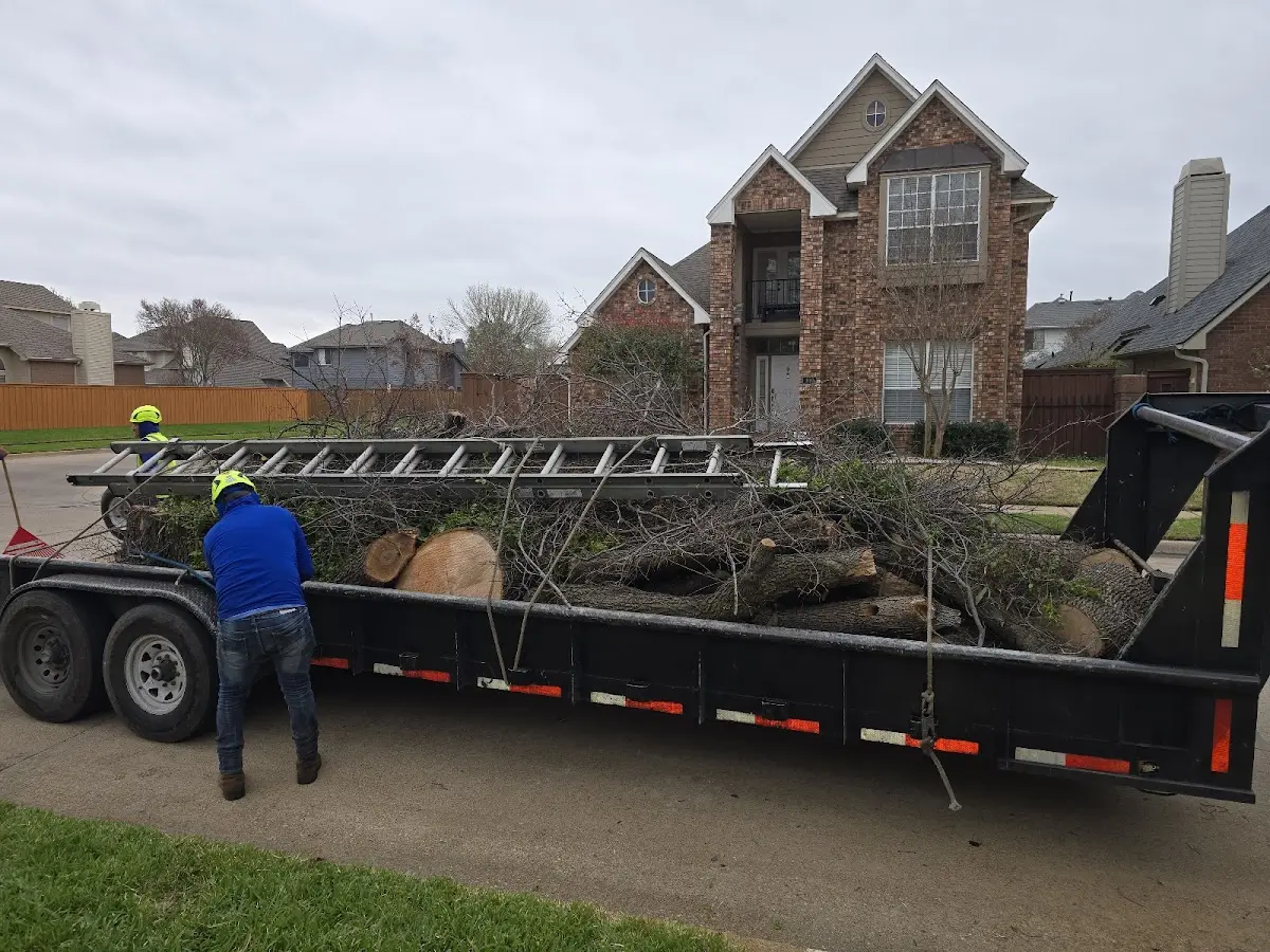 Expert Tree Removal with proper safety equipment in Cokeville